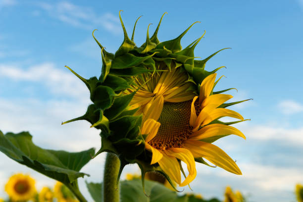 Blooming sunflower field. Beautiful blooming sunflowers in the afternoon light at Matthiessen State Park, Illinois, USA. illinois nature stock pictures, royalty-free photos & images