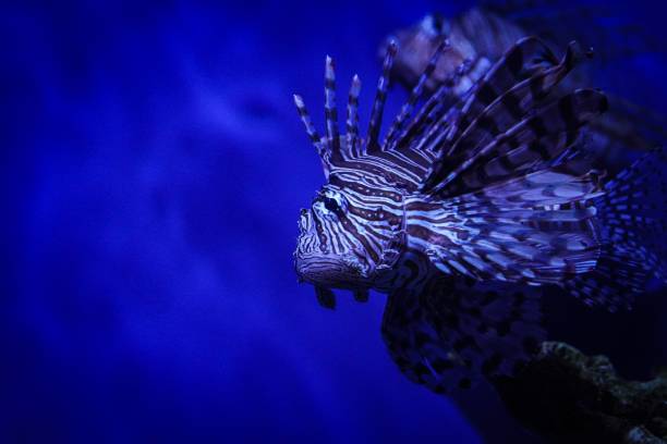 istock Stunning lionfish swimming in deep blue water, with its intricate striped patterns and long spines. 2160788963