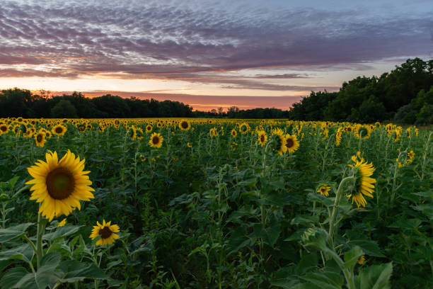 istock Sunflower field at sunset. 2160792427