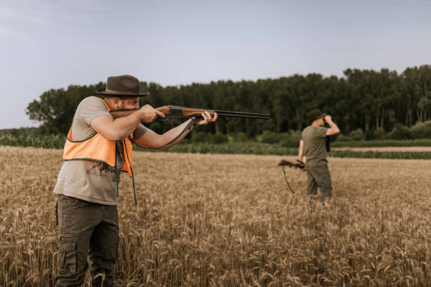 istock Hunter aiming shotgun in field during evening hunt 2160792436