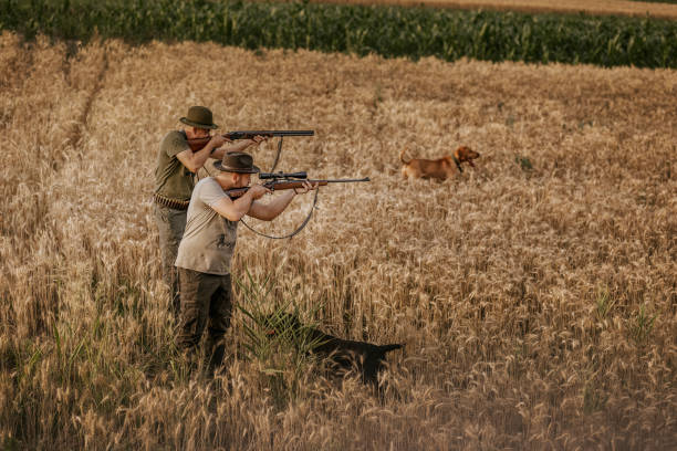 Two hunters, dressed in camouflage, stand in a field of wheat. They are aiming their rifles, with one dog standing behind them and another running in the distance. The hunters are focused on their target, with the golden wheat providing a natural backdrop.