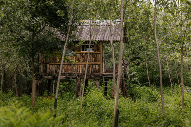 istock Elevated wooden cabin in a dense forest 2160792865