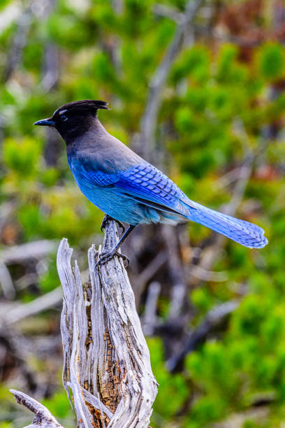 istock Steller's Jay Perched on a Stump 2160794570