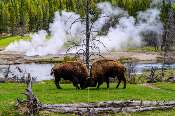 istock Two Bison Butting Heads 2160794680