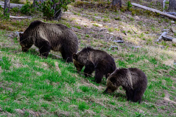 istock Bears Grazing in the Grass 2160795211