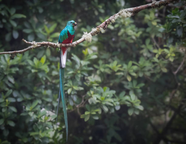 istock Resplendent quetzal Male 2160797955