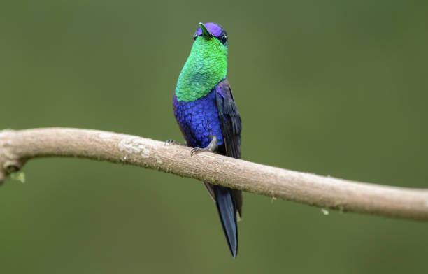 istock Crowned Woodnymph 2160798211