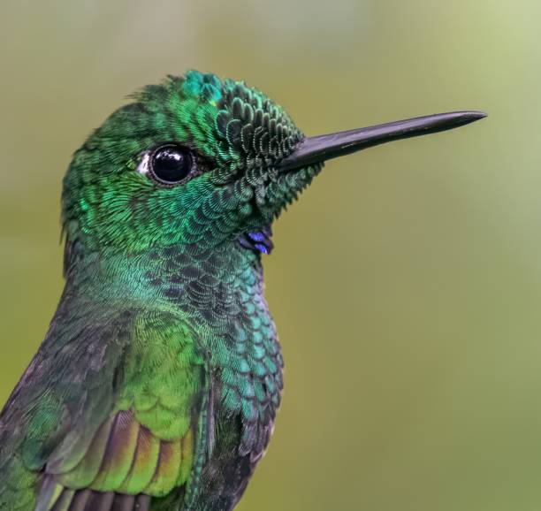 istock Green-crowned brilliant hummingbird male 2160798232