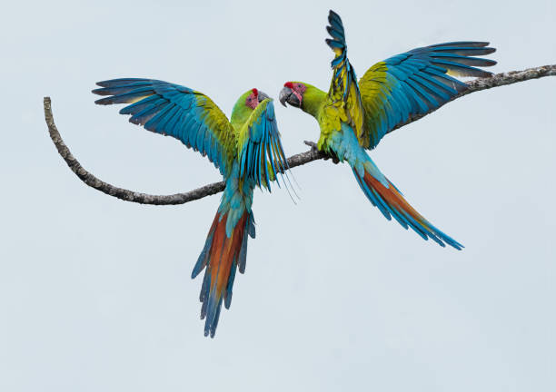 istock These Great-green macaws are forever mates. 2160799523
