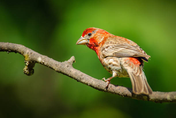 istock Male House Finch 2160802416