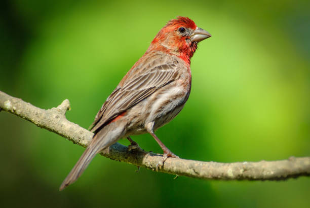 istock Male House Finch 2160802519