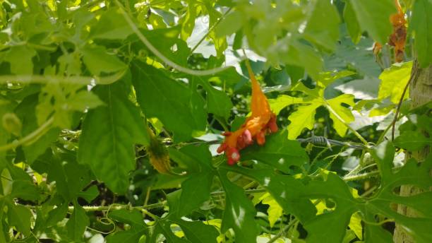 istock Broken fruit of Saint Caetano papaya (Momordica charantia L) 2160802713