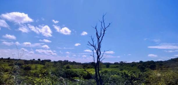 istock Dry tree without a crown in the Brazilian semi-arid vegetation with blue sky and sparse clouds 2160802718