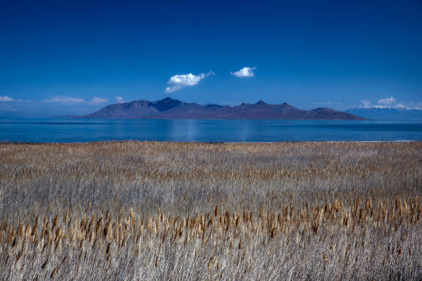 Antelope Island as seen from the Great Salt Lake State Park, clear blue sky with a single cloud over the island, tall gold and brown grass in the foreground.