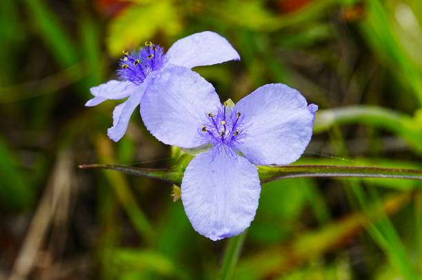 Wildflowers at Galveston Island State Park Texas