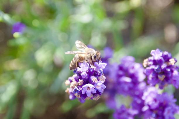 istock Bee collecting nectar, honey and pollen 2160804645