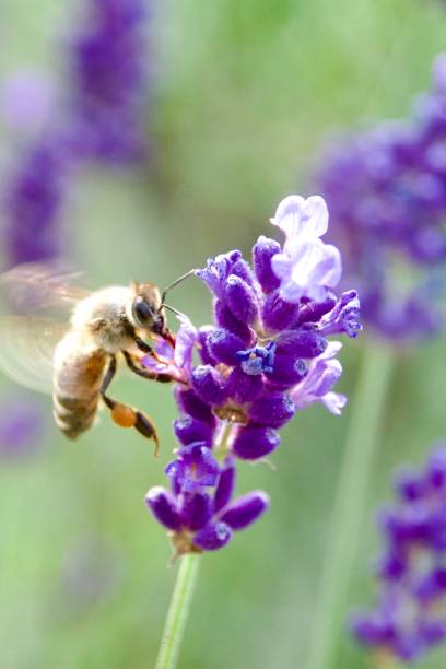 istock Bee collecting nectar, honey and pollen 2160804677