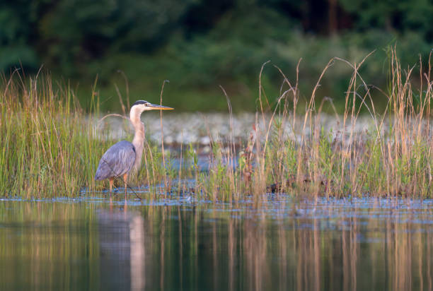 Grat Blue Heron at Artist Lake #1
