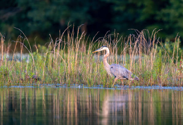 istock Grat Blue Heron at Artist Lake #4 2160804878