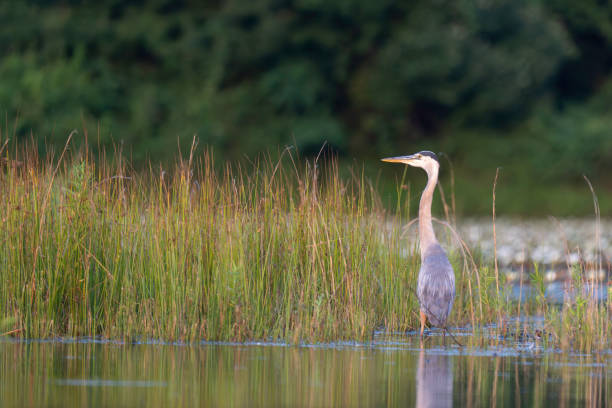 istock Grat Blue Heron at Artist Lake #2 2160804907
