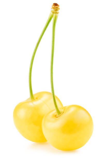 yellow sweet cherries isolated on a white background. Clipping path.