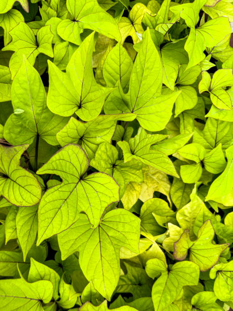 Ornamental Sweet Potato Vine (Ipomoea batatas)