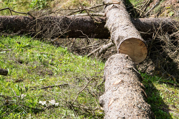 Sawed trunk  of tree on the ground, wood in cross section.