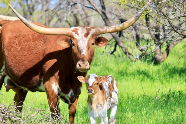 istock Mother and Calf 2160812396