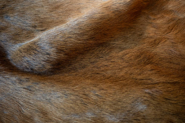istock fur of fox close up 2160814718