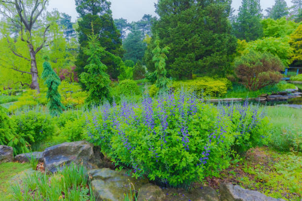 Park Scenery
