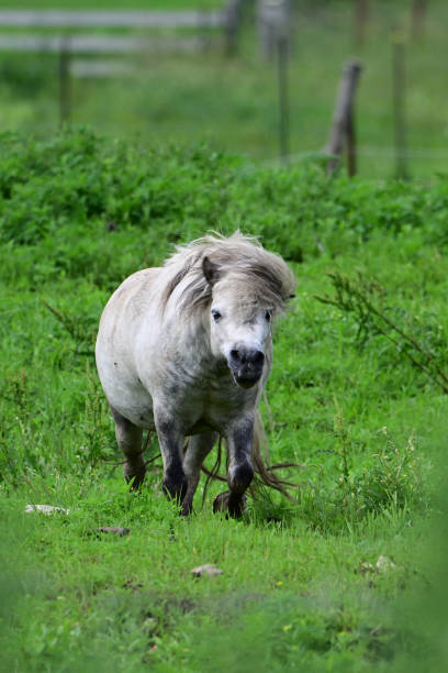 istock Cute fat little gray pony 2160815503