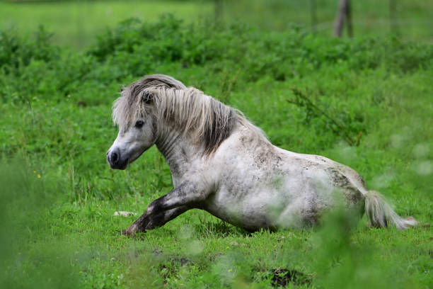Cute fat little gray pony standing up