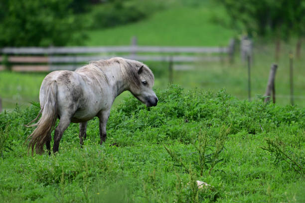 Cute fat little pony
