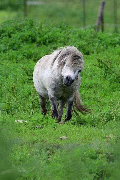istock Cute fat little gray pony 2160815547