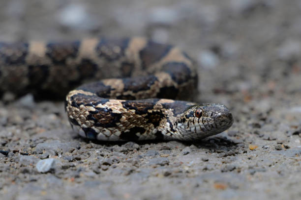Eastern Milk snake on a country road