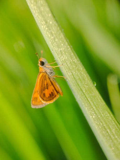 This photo was taken using a smartphone and an additional lens