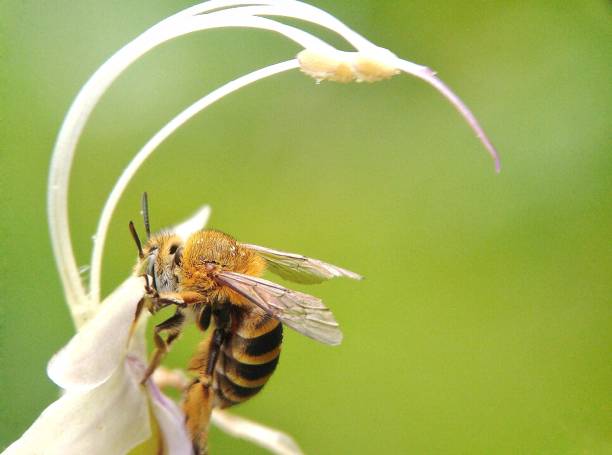 Bee insects in the wild, North China