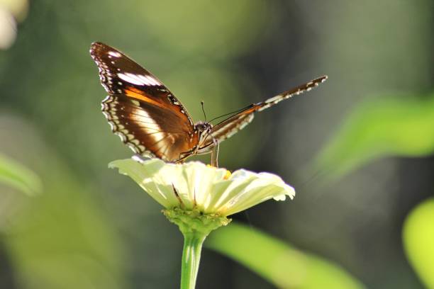 istock Butterflies land on flowers 2160817253