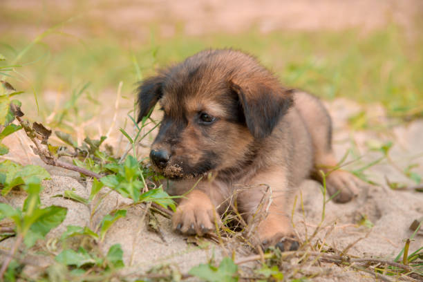 Small brown puppy without a breed on the ground.