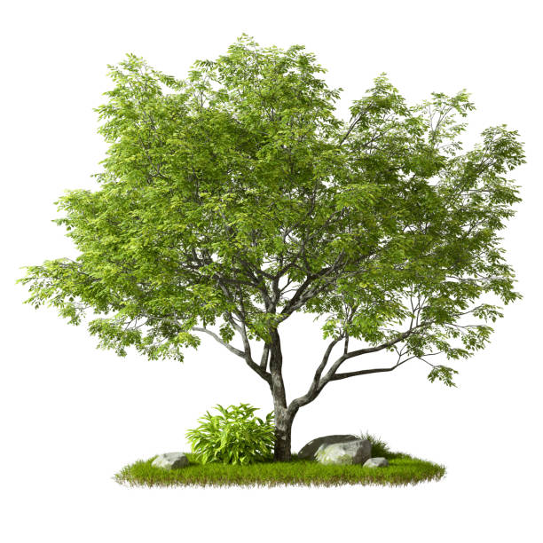 istock Isolated on white backgrounds tree gardening growth 3d render 2160820430