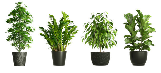 istock Houseplants in pot decorate indoor collections isolated on white 3d rendering 2160820431
