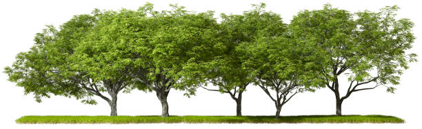 istock Greenery trees forested standing row on grassy isolated on white 3d rendering 2160820434