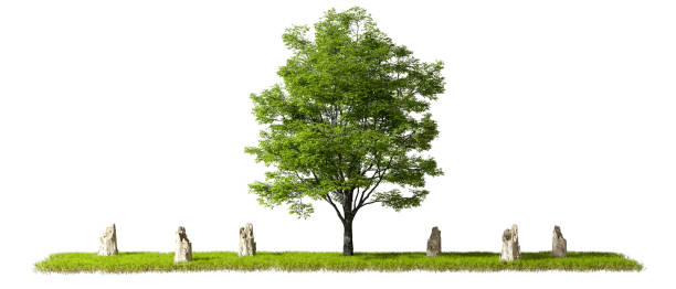 istock Green tree with stub on grassy isolated on white backgrounds 3d rendering 2160820435