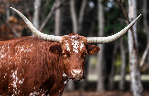 Texas Longhorn steer. The Longhorn is distinguished by its impressively long and curved horns, which extend out widely from its head. The steer has a reddish-brown coat with prominent white markings, giving it a striking and rugged appearance. Its expression is calm and stoic, with a slight drip of saliva visible from its mouth, adding a touch of realism to the scene. The background is a blurred mix of trees and natural surroundings, placing the focus squarely on the Longhorn. The image captures the essence of rural and agricultural life, highlighting the majestic and hardy nature of this iconic breed.