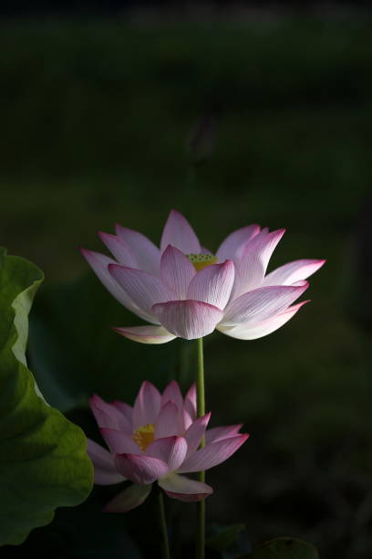 istock Japanese lotus 2160821812