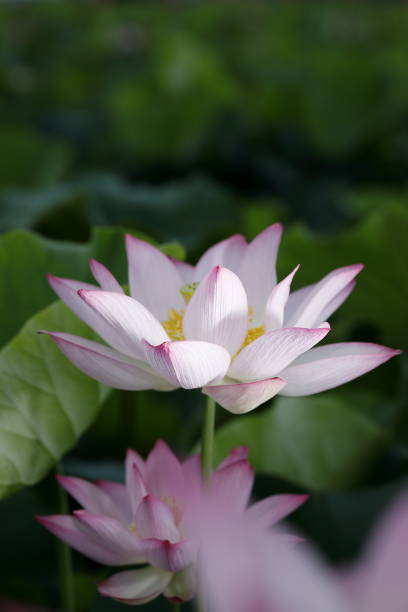istock Japanese lotus 2160821816