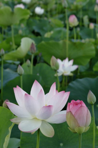istock Japanese lotus 2160821839
