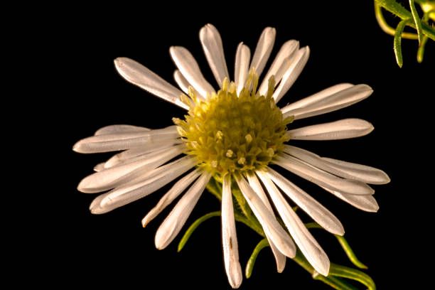 istock white and yellow flowers 2160822756