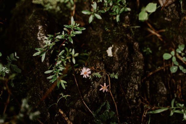 little plants, ferns, wildflowers, tiny baby plants, moss, grass, growing on the forest floor in Maui, covered in raindrops