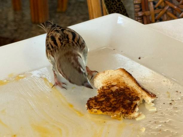 A small bird, possibly a sparrow, is eating a piece of toasted bread from a white plate